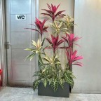 cây phú quý giả trang trí